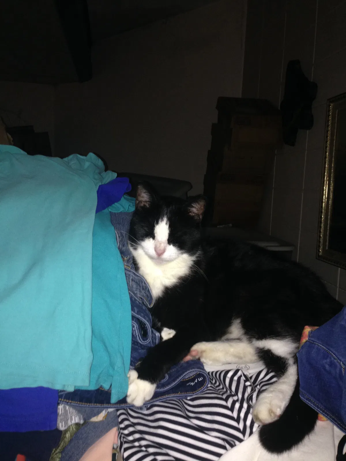 Found cat in Orlando, FL, 32804