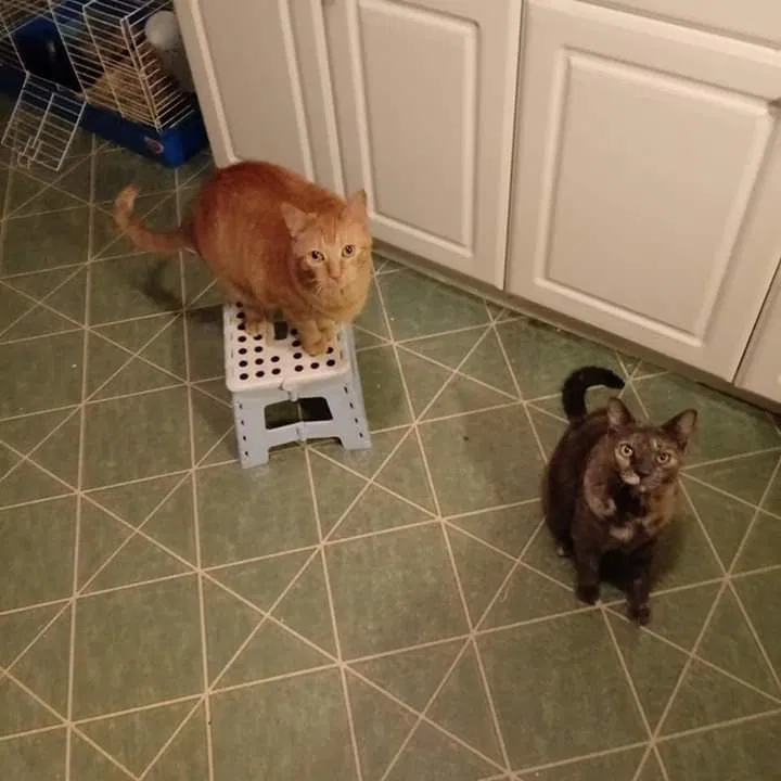 Lost cat in Kalamazoo, MI, 49008