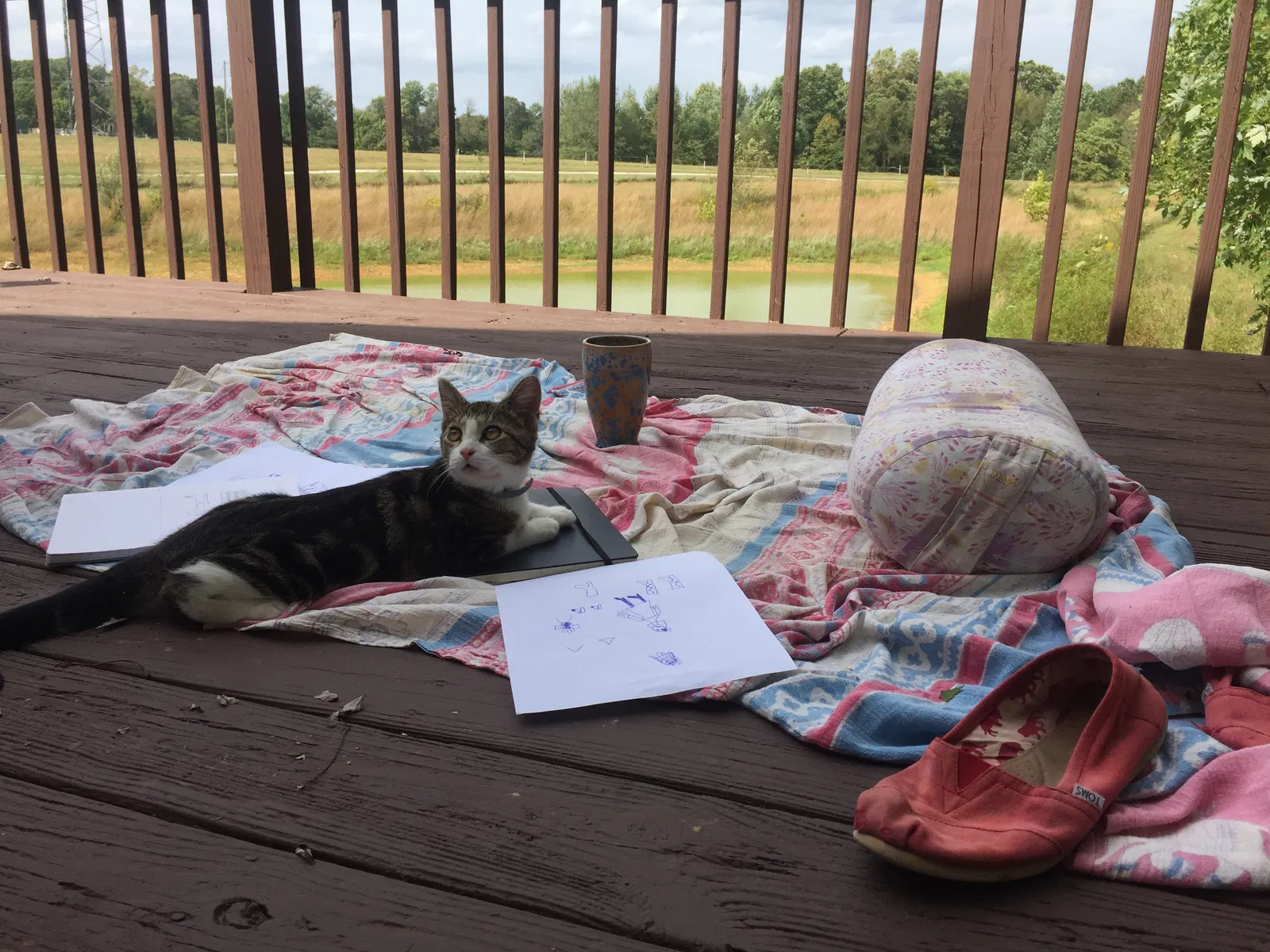 Lost cat in Bloomington, IN, 47408