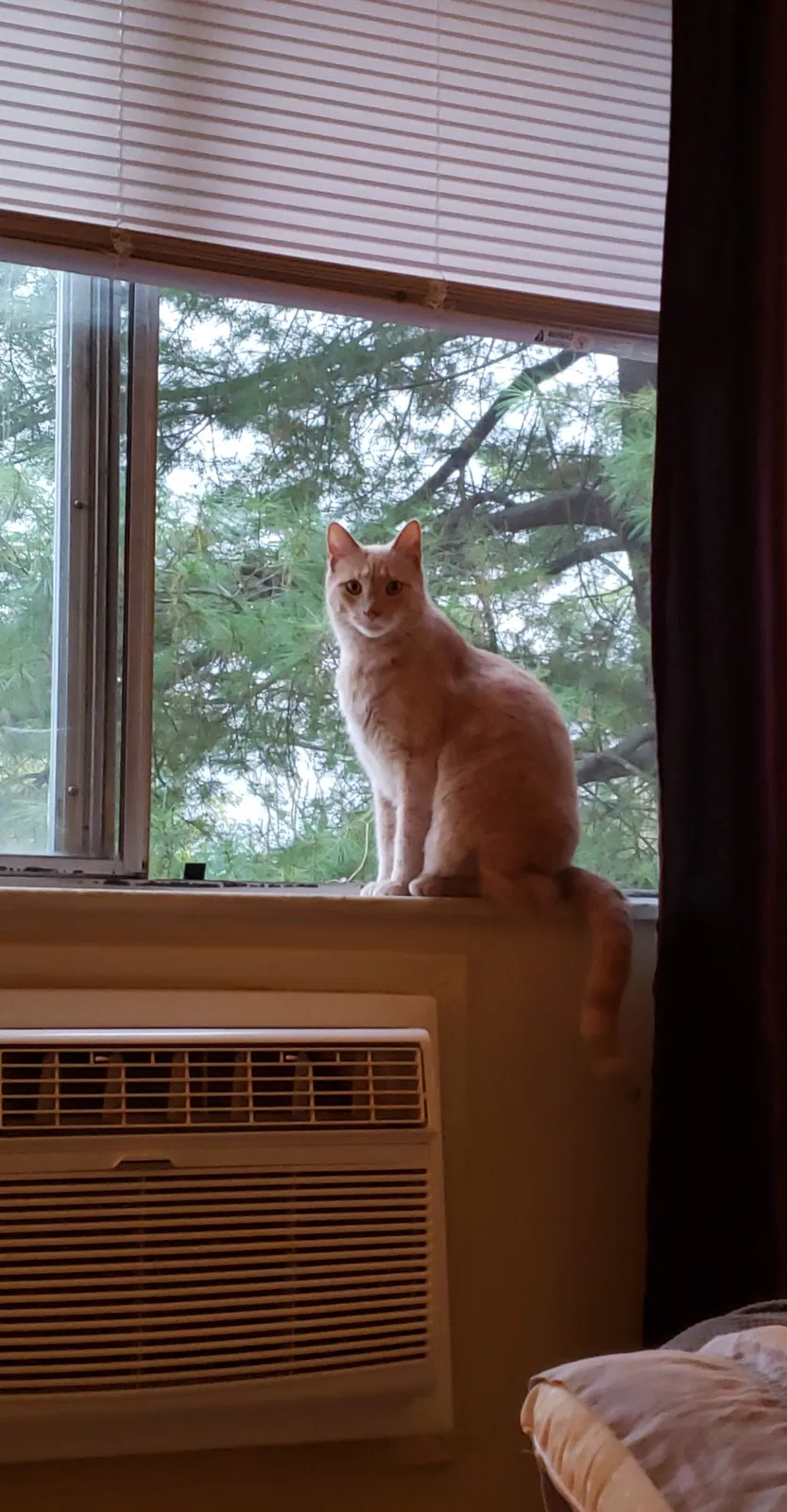 Lost cat in Newport, KY, 41071