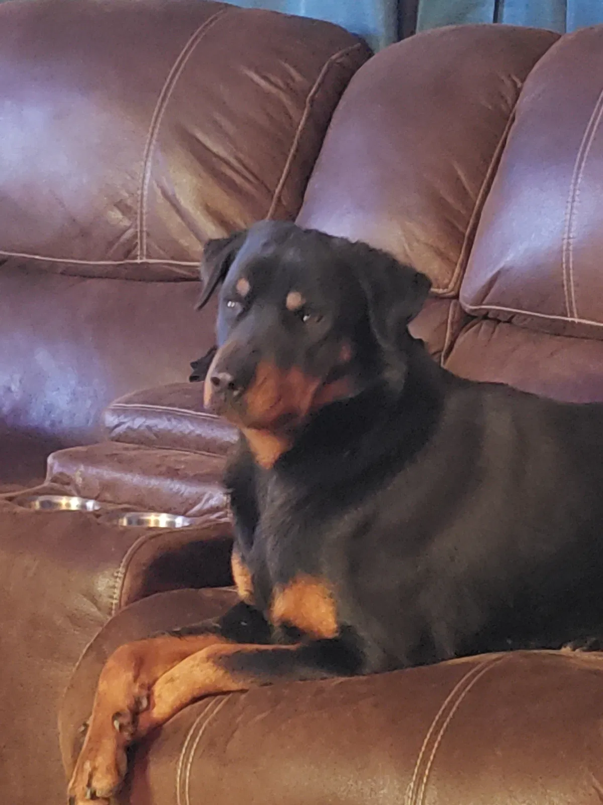 Lost dog in Baytown, TX, 77521