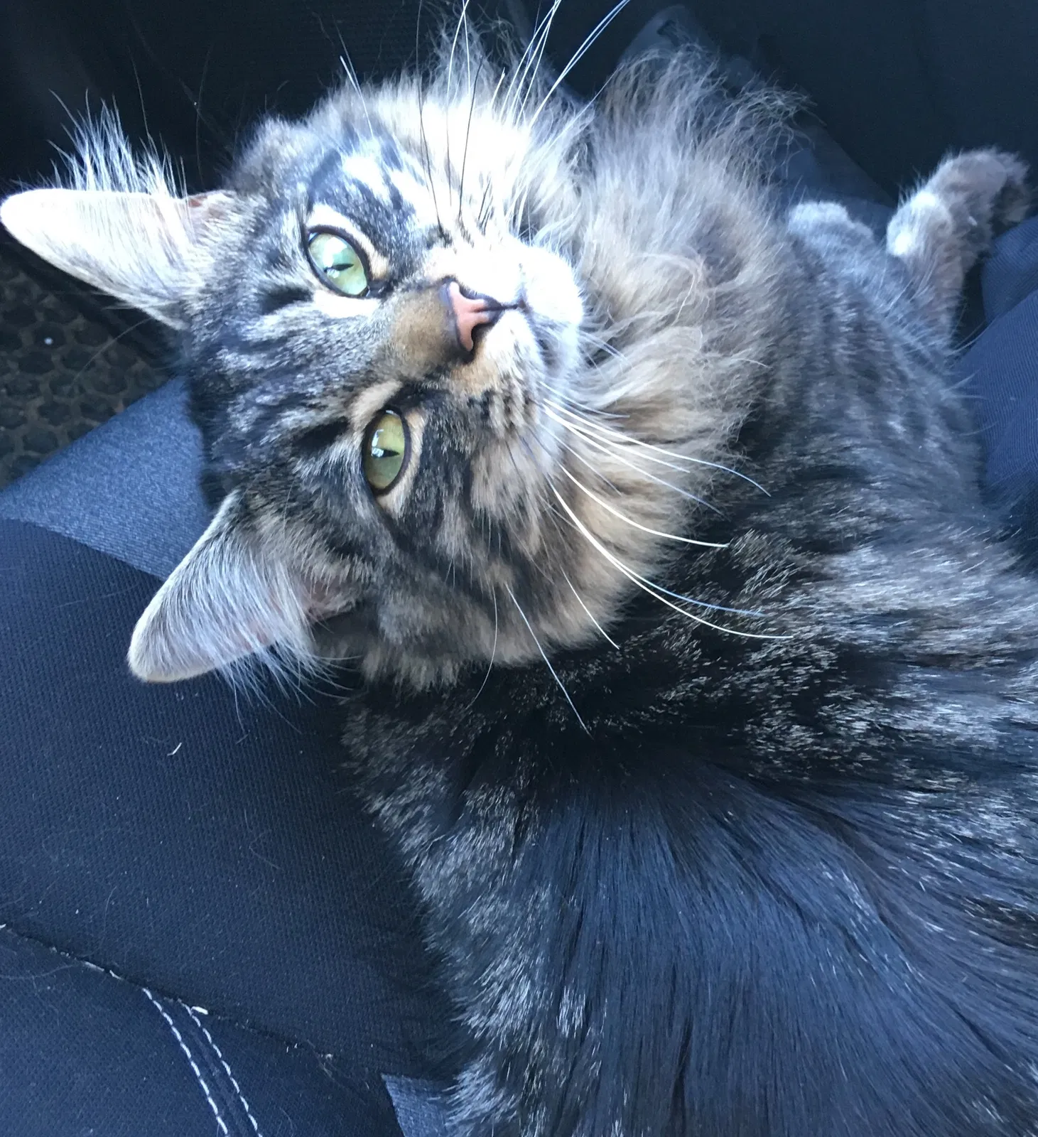 Lost cat in Madison, IN, 47250