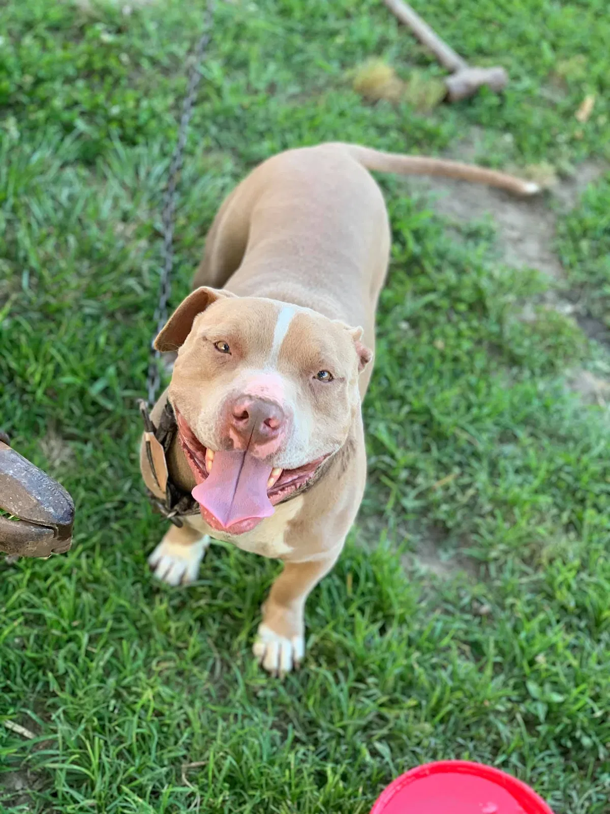 Lost dog in Harvest, AL, 35749