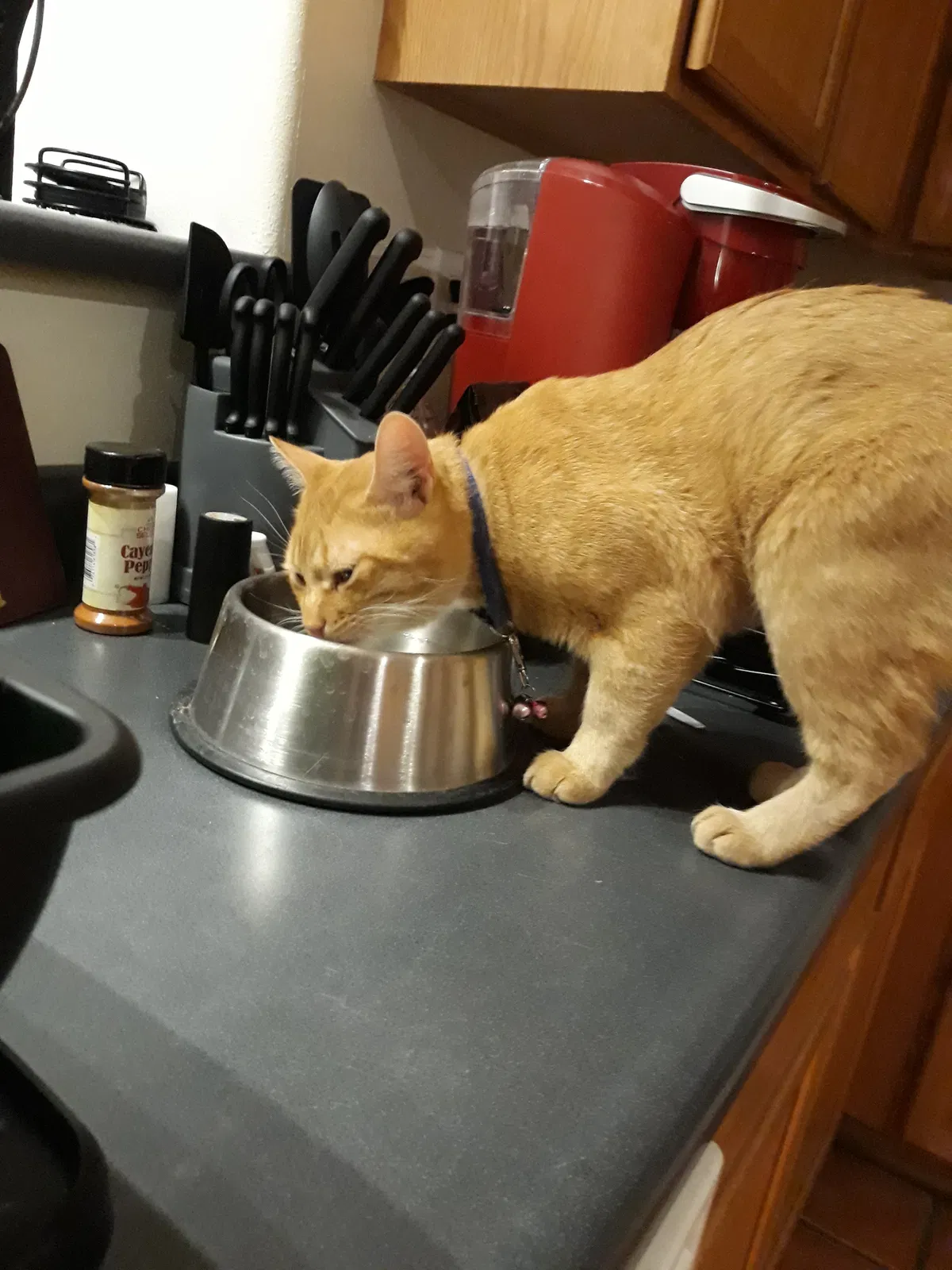 Found cat in Albuquerque, NM, 87121