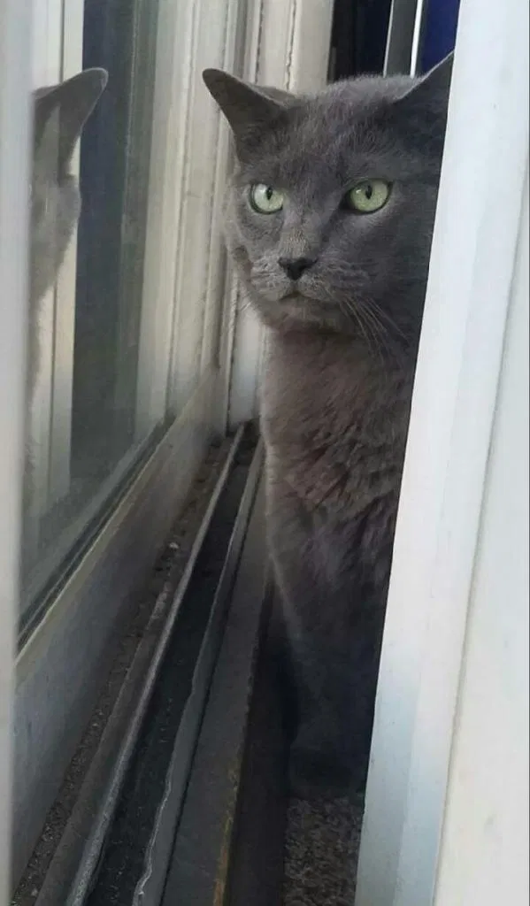 Lost cat in Minneapolis, MN, 55428