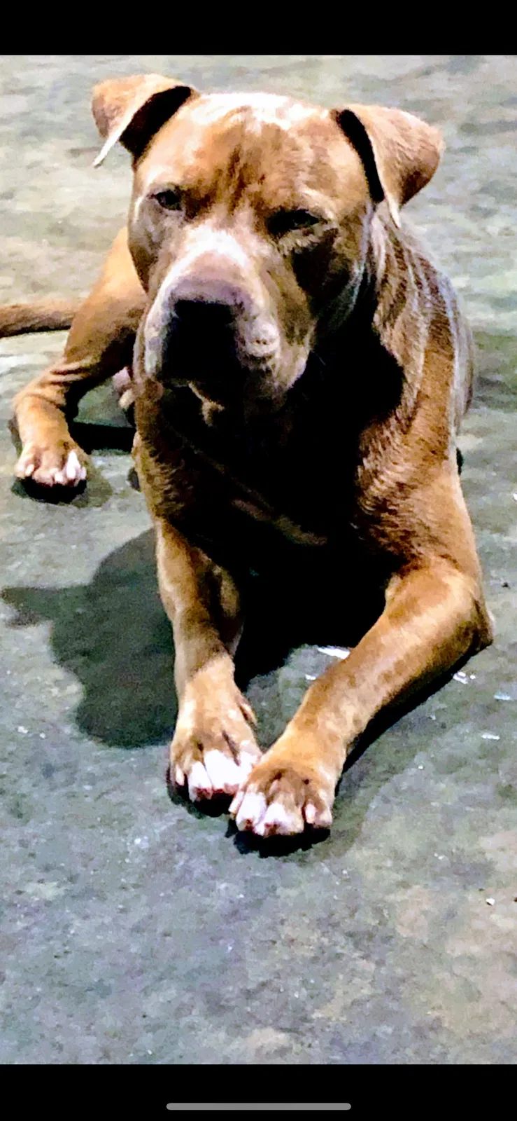Lost dog in Mooresville, NC, 28115