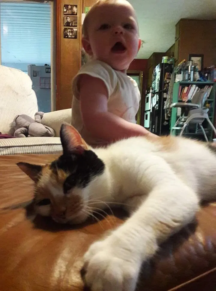 Lost cat in Marietta, GA, 30060