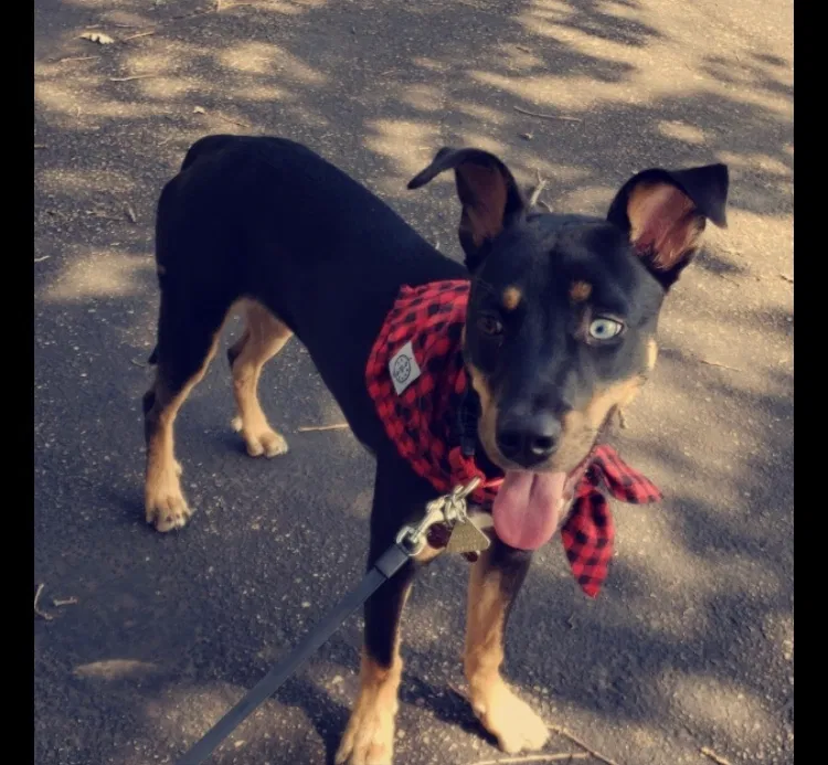 Lost dog in Minneapolis, MN, 55433