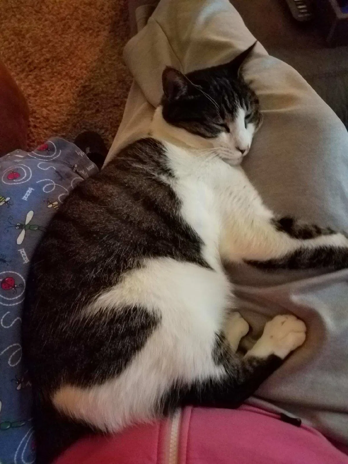 Lost cat in Farmington, MN, 55024