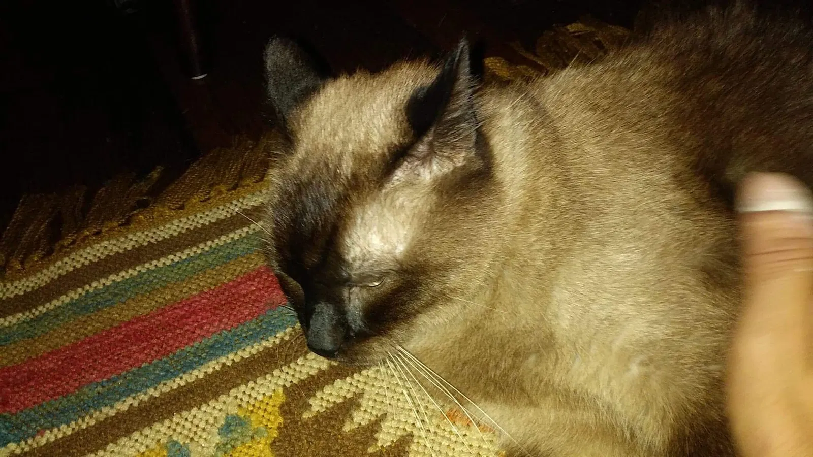 Lost cat in San Antonio, TX, 78209