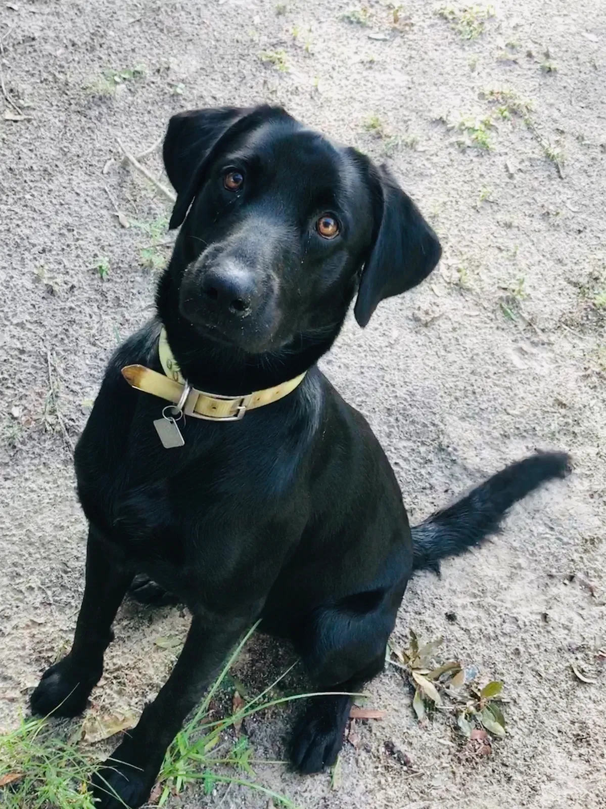 Lost dog in Tallahassee, FL, 32310