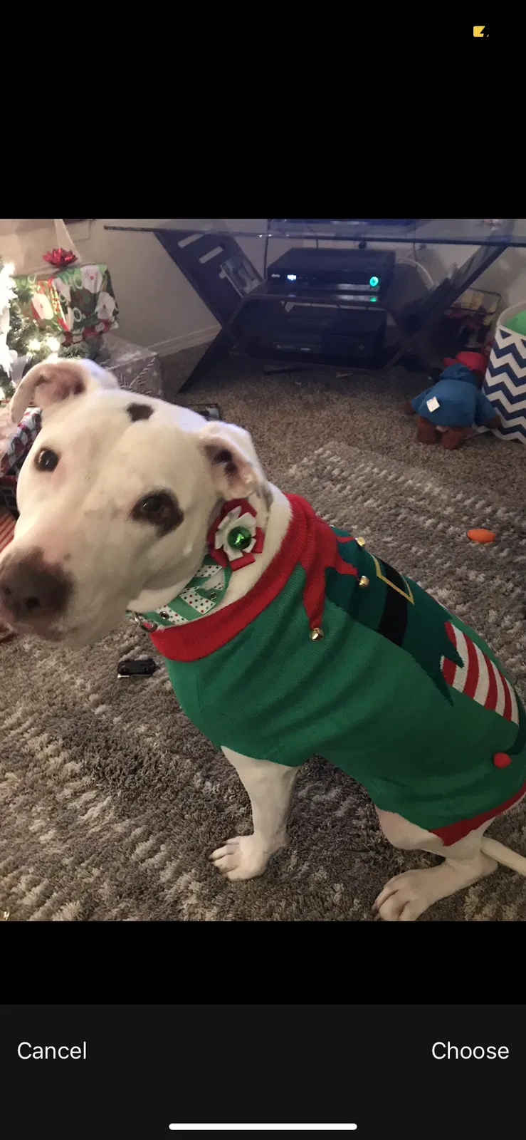 Lost dog in Broomfield, CO, 80020