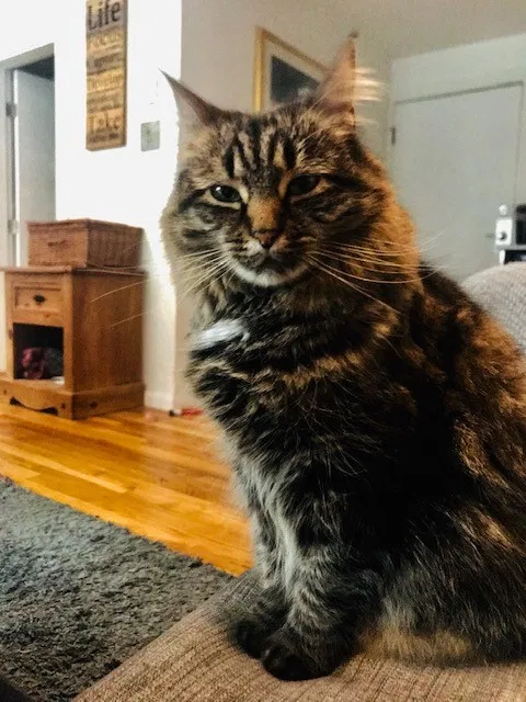 Lost cat in Brighton, MA, 2135