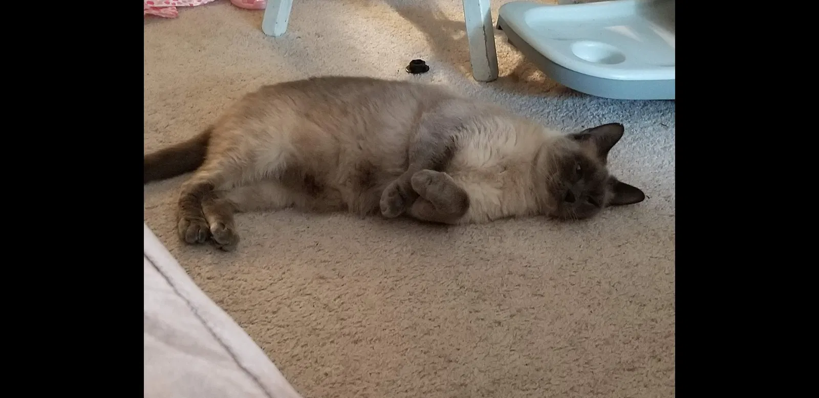 Lost cat in Burlington, WA, 98233