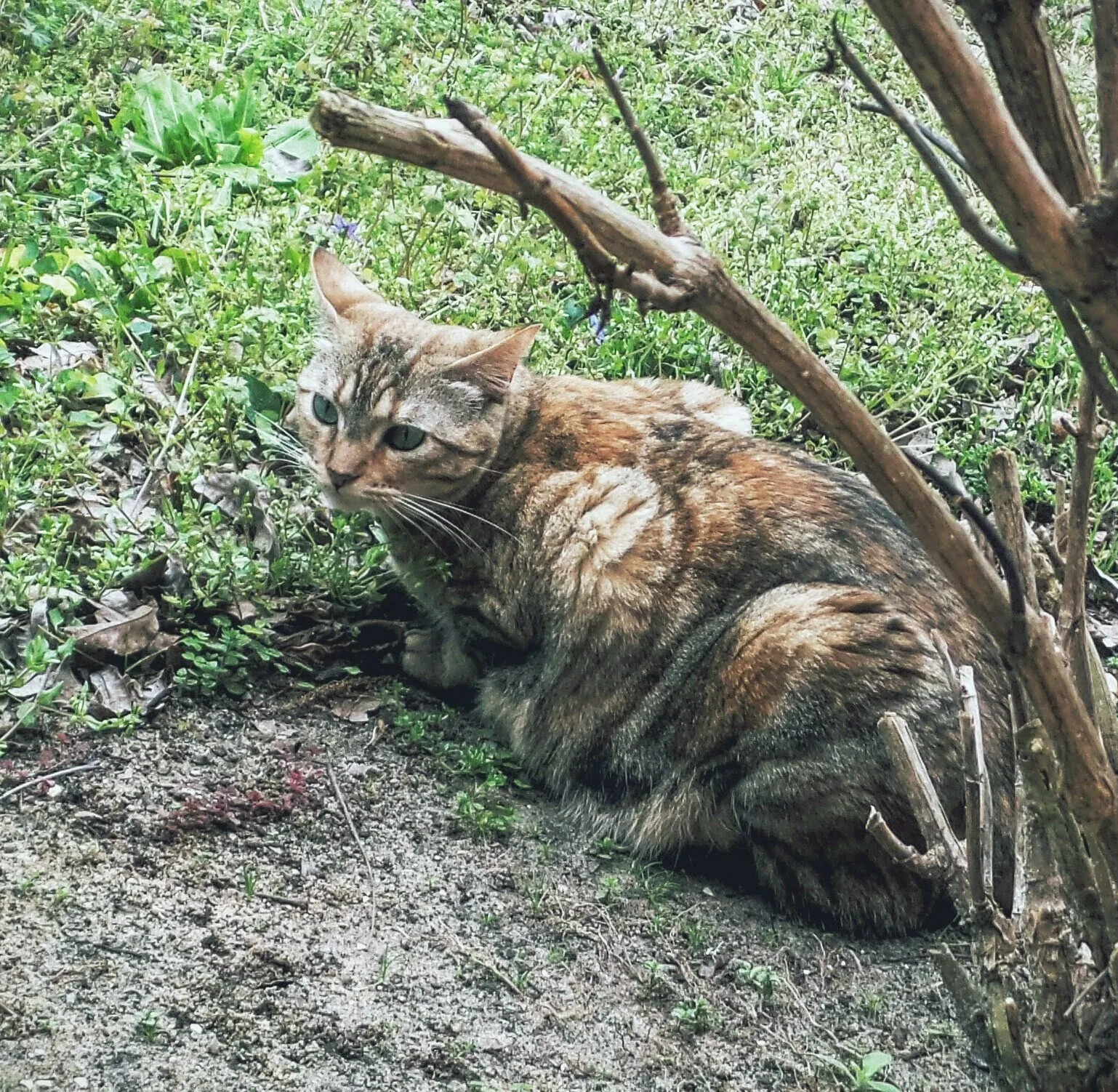 Lost cat in Bonifay, FL, 32425