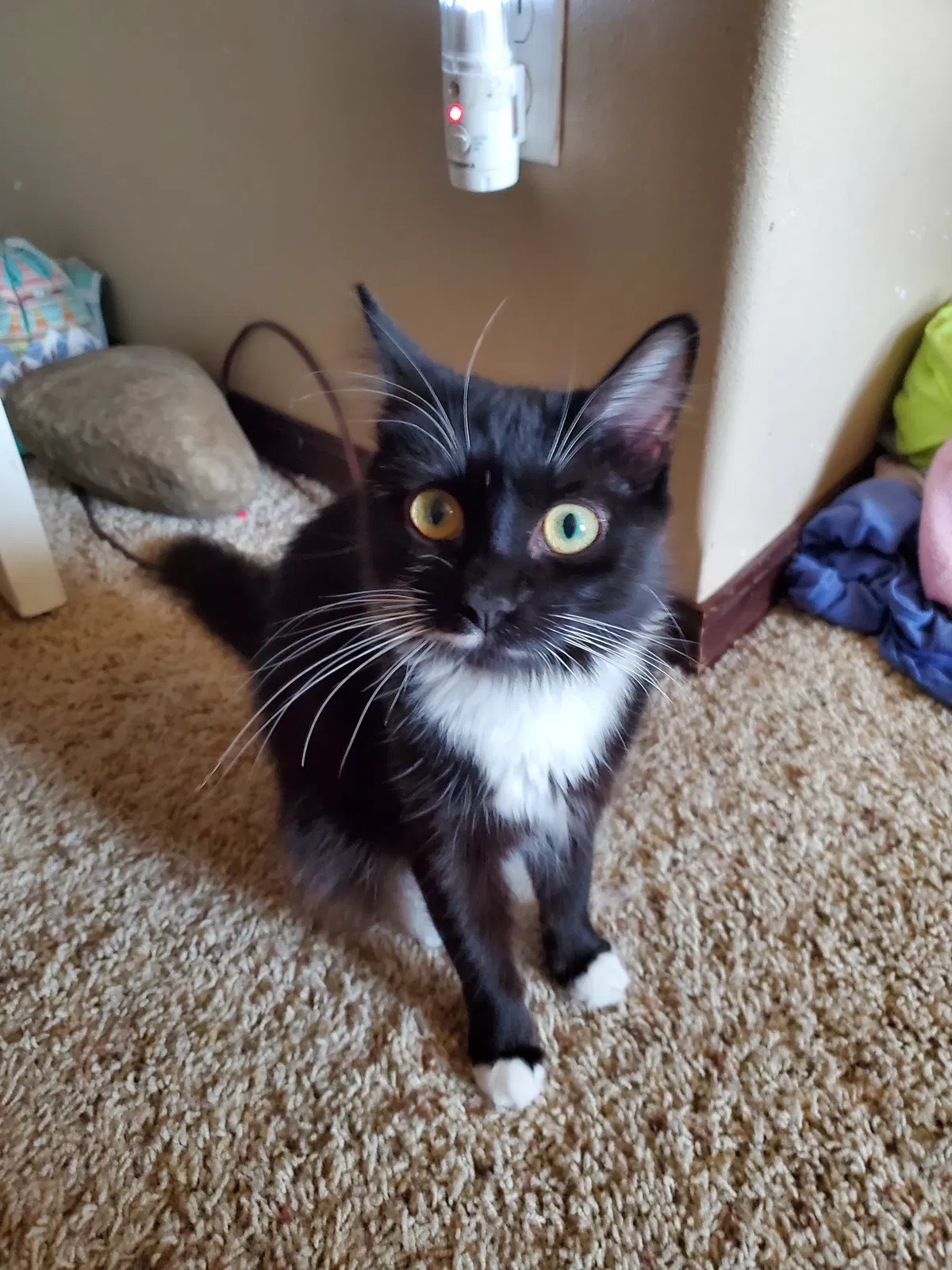 Lost cat in Ellensburg, WA, 98926