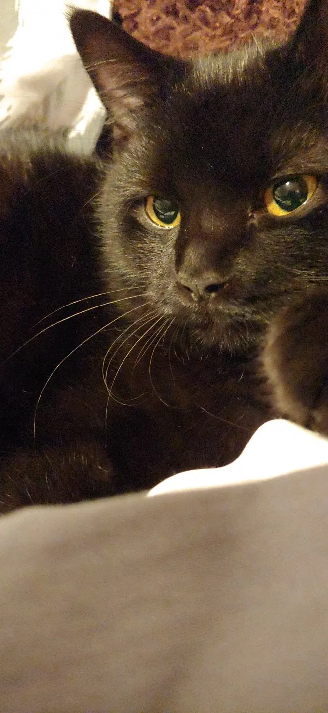 Lost cat in Knoxville, TN, 37932