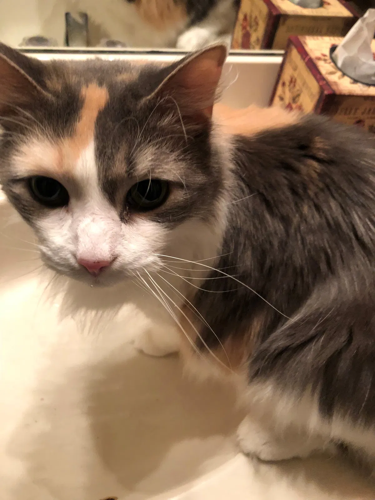 Lost cat in Henrico, VA, 23238