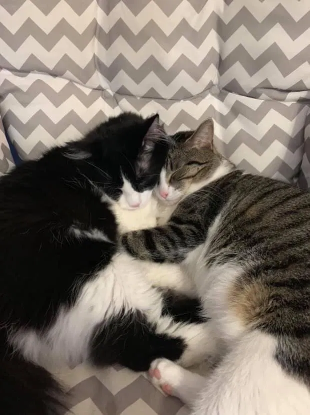 Lost cat in Troy, MO, 63379