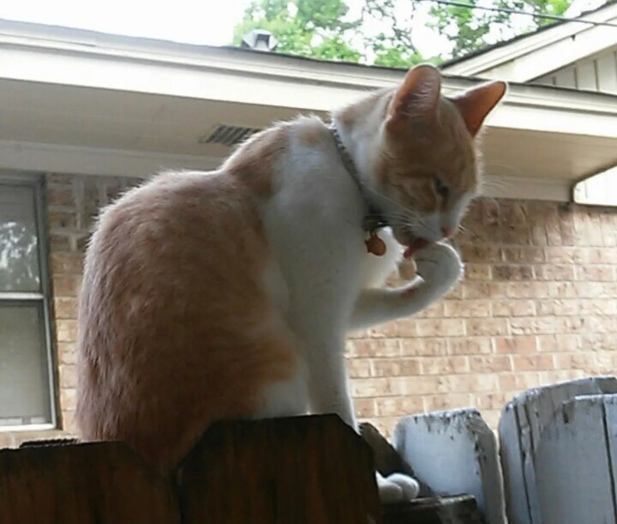 Lost cat in Conroe, TX, 77301