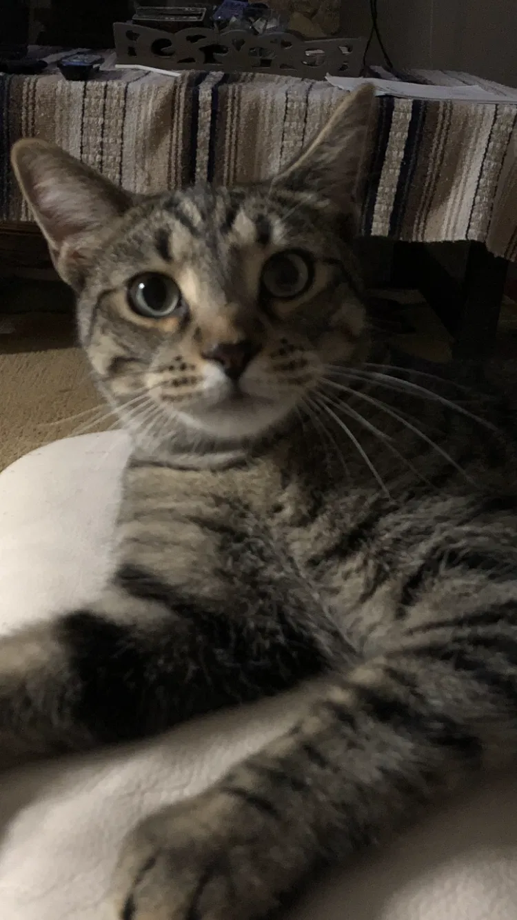 Lost cat in New Port Richey, FL, 34655