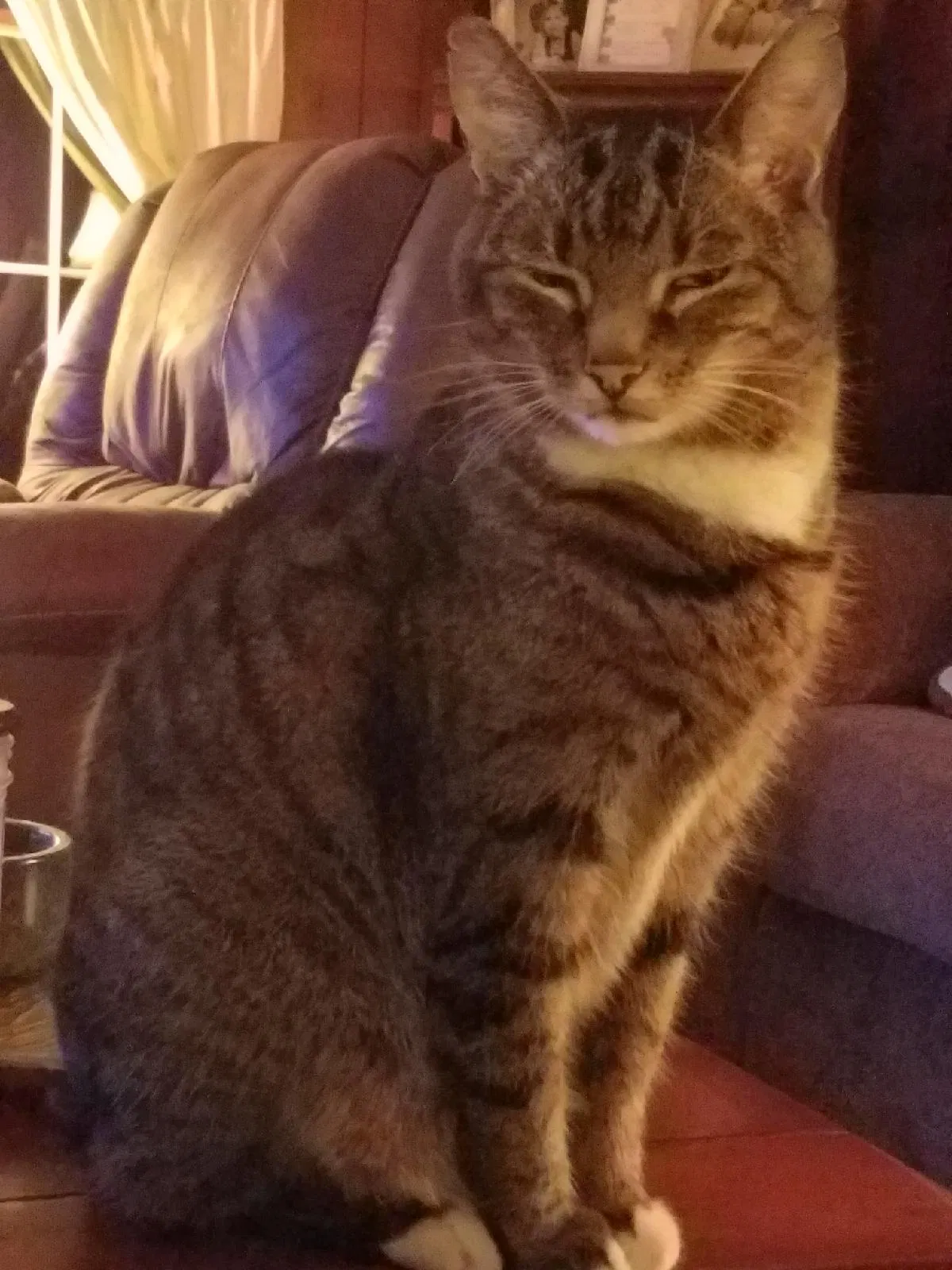 Lost cat in Morgantown, WV, 26508