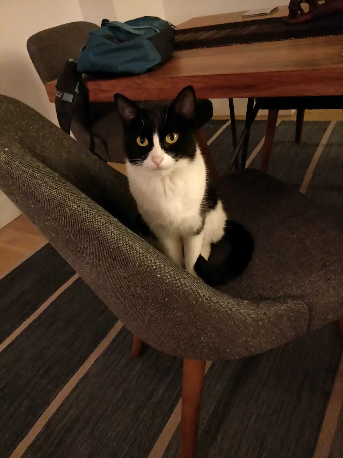 Lost cat in Denver, CO, 80211