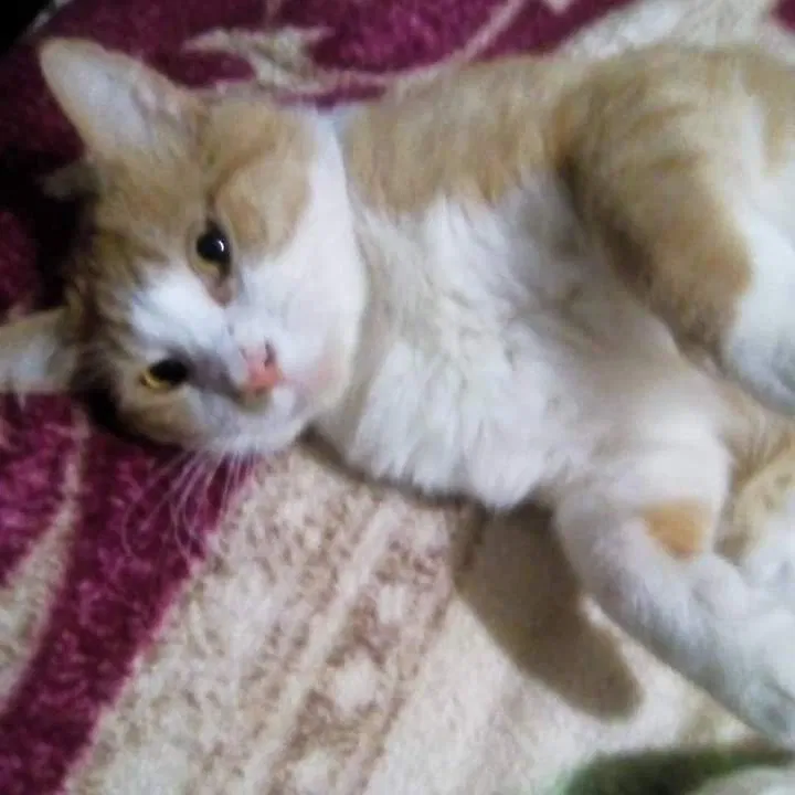 Lost cat in Bethany, OK, 73008