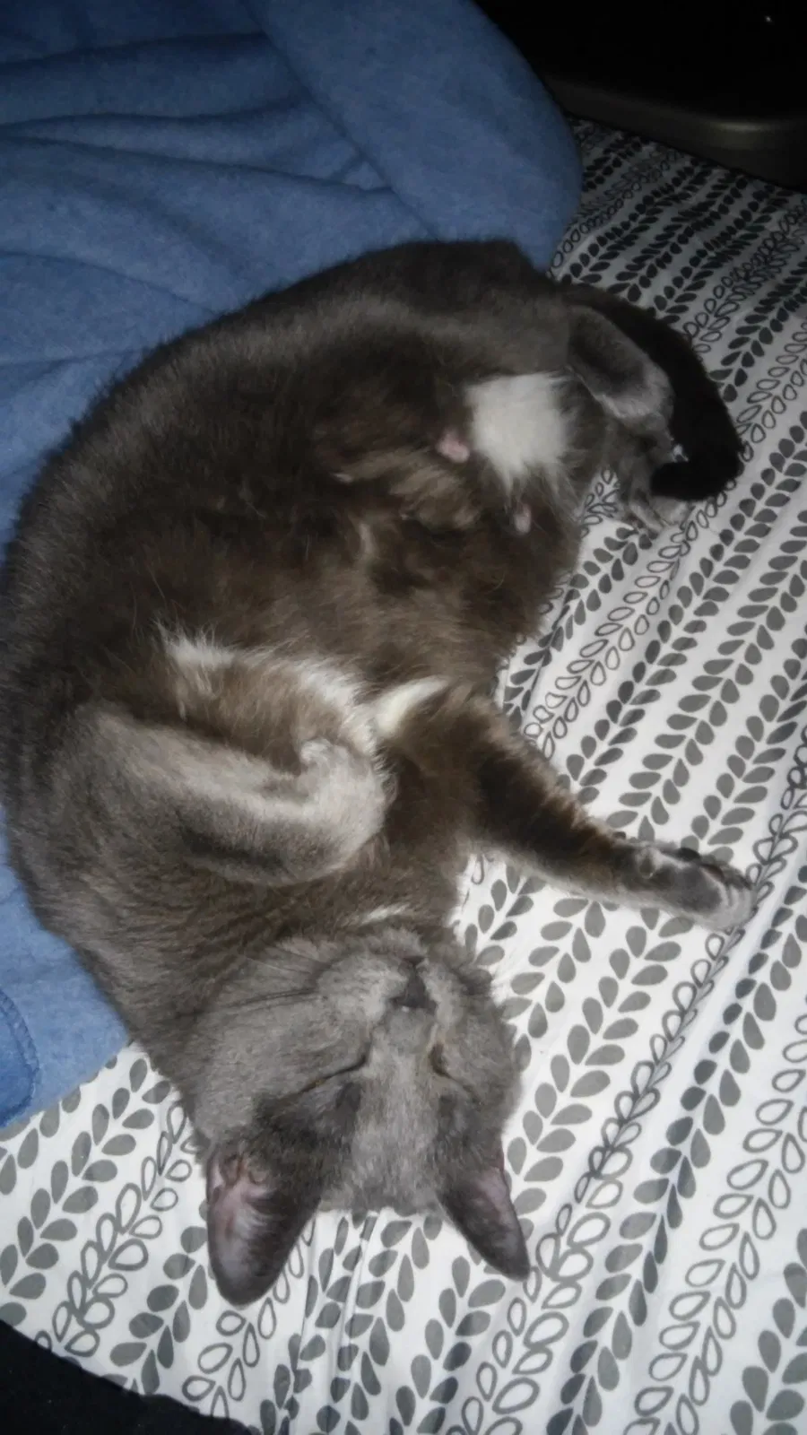 Lost cat in Phillipsburg, NJ, 8865