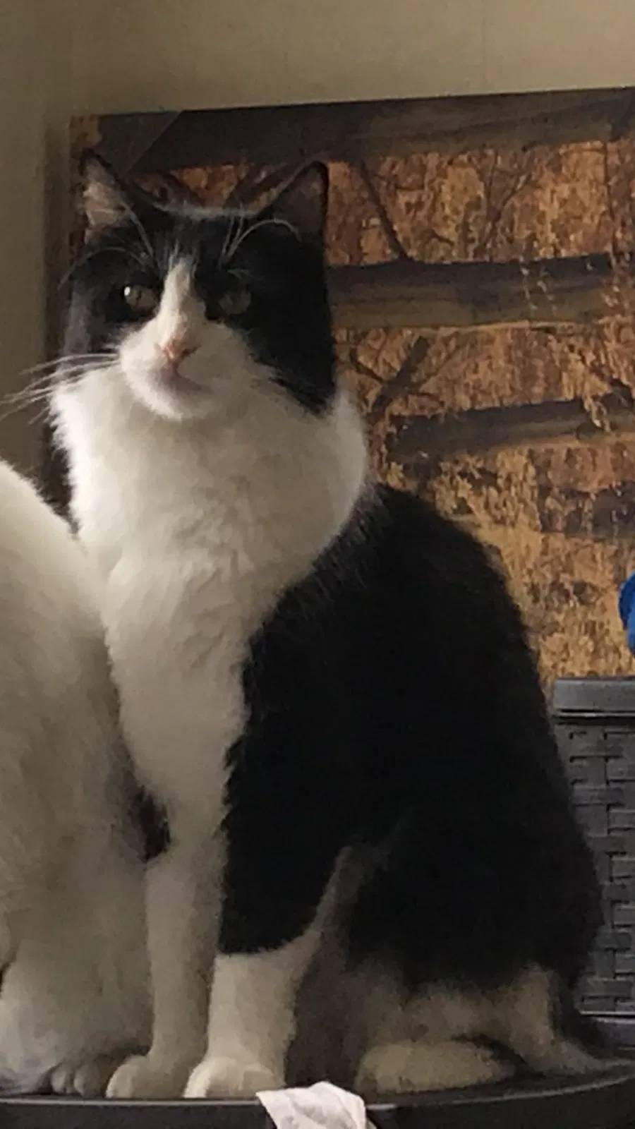 Lost cat in Sayreville, NJ, 8872