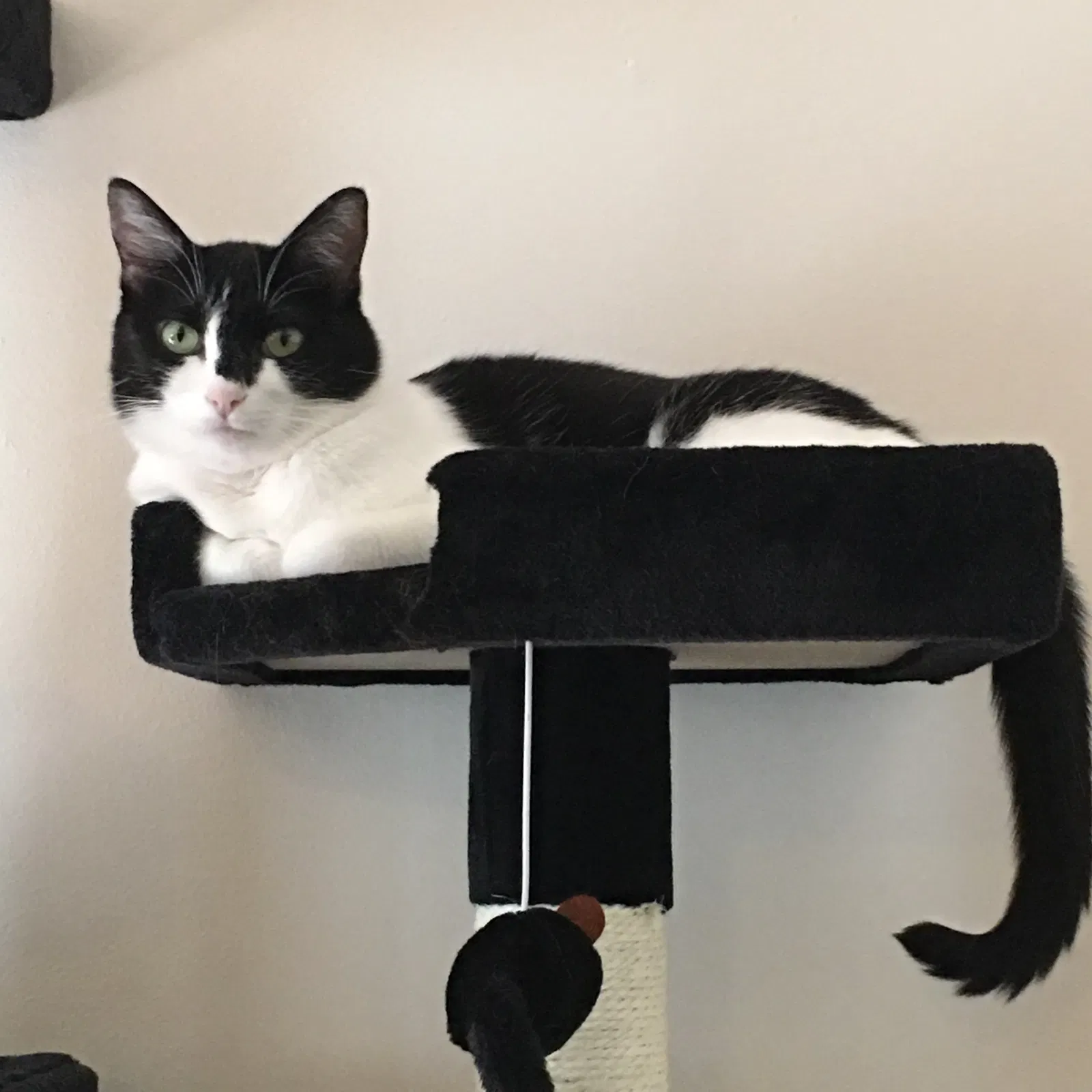 Lost cat in Jacksonville, NC, 28540