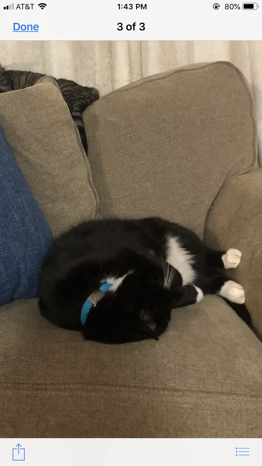 Lost cat in College Station, TX, 77845