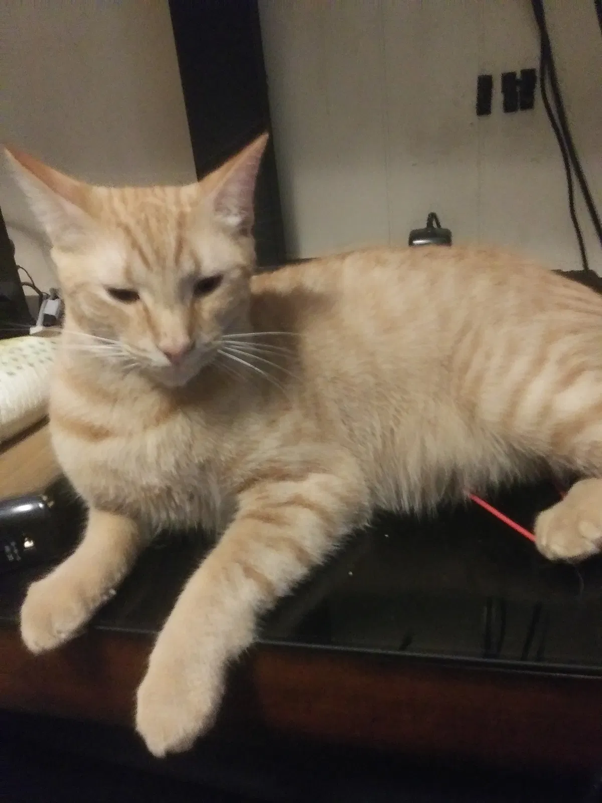 Lost cat in Hammond, LA, 70403