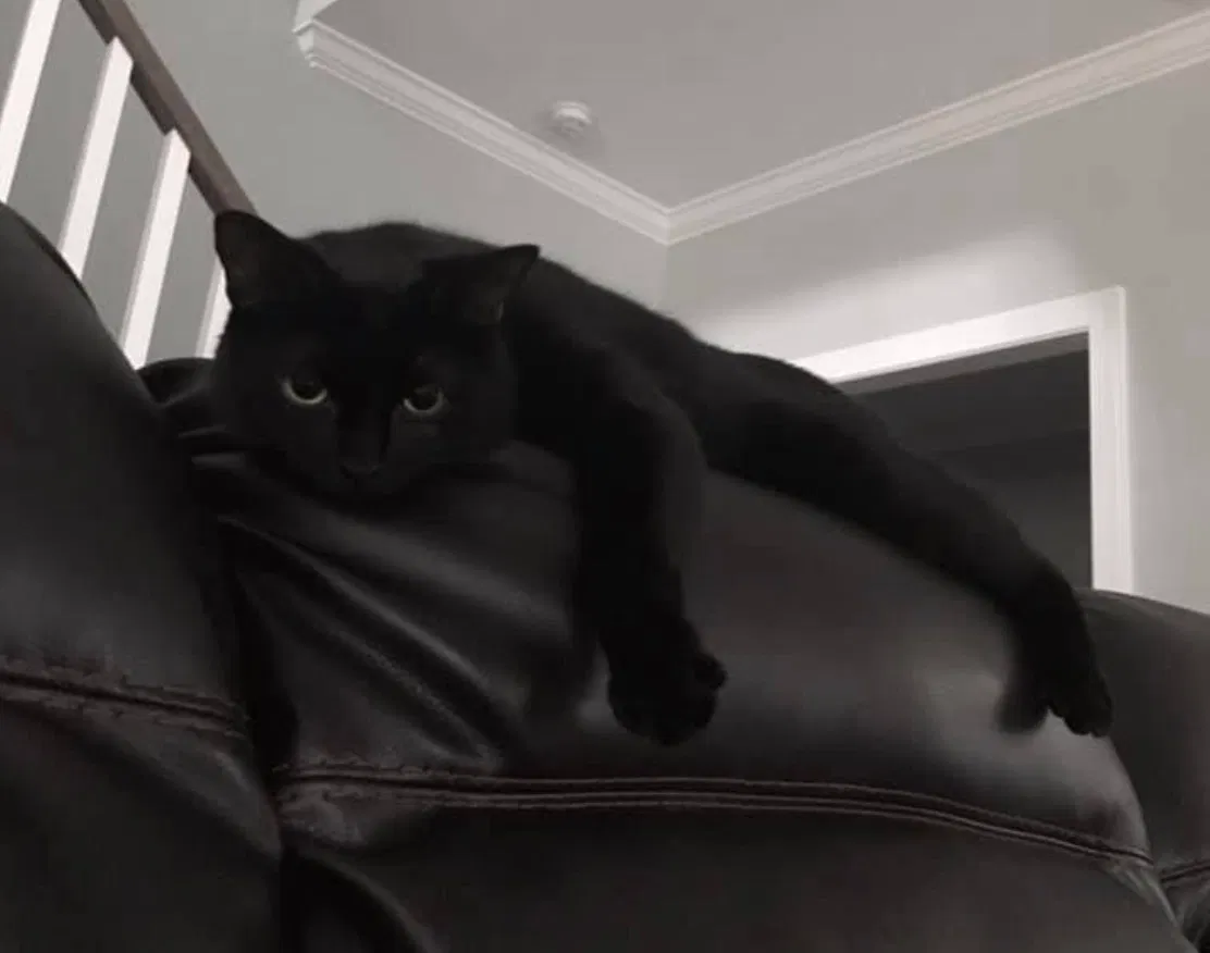 Lost cat in Wilmington, NC, 28409