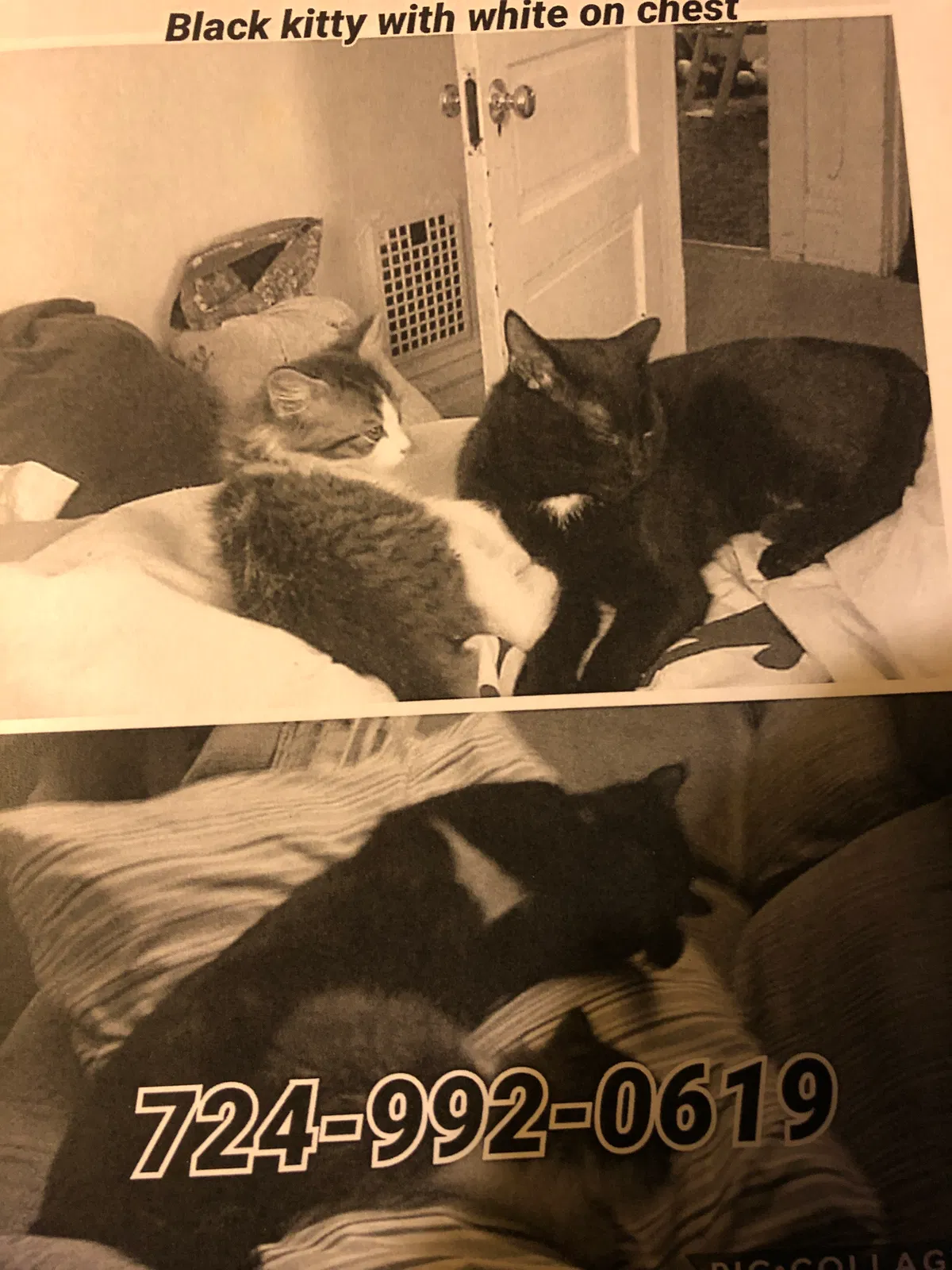 Lost cat in Grove City, PA, 16127