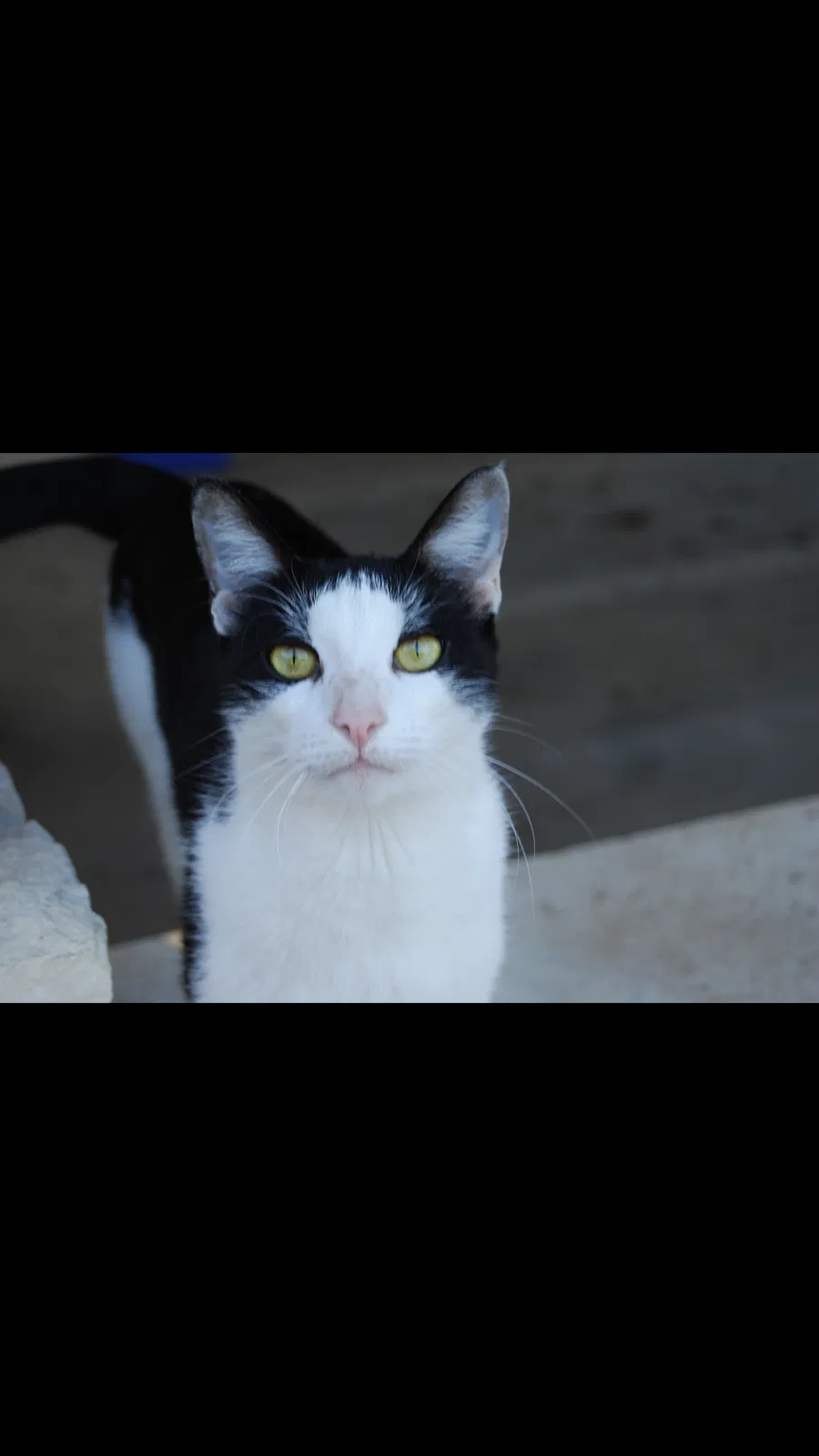 Lost cat in Baytown, TX, 77523