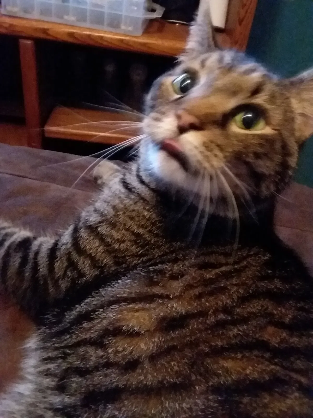 Lost cat in Sevierville, TN, 37876