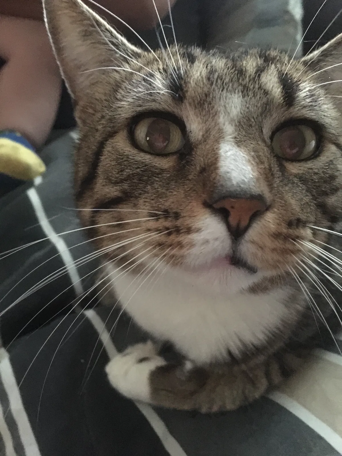 Lost cat in Lebanon Junction, KY, 40150