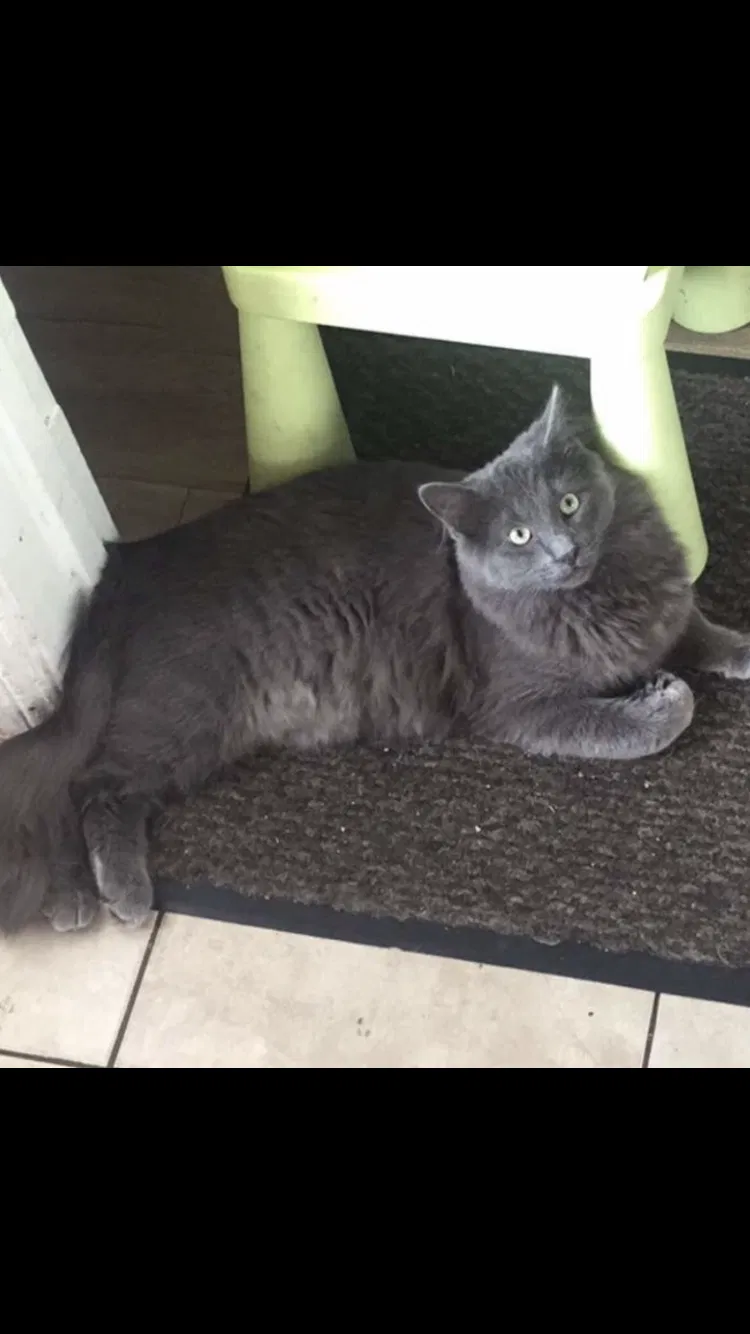 Lost cat in Alhambra, CA, 91803