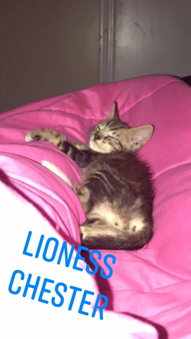 Lost cat in Rome, GA, 30165