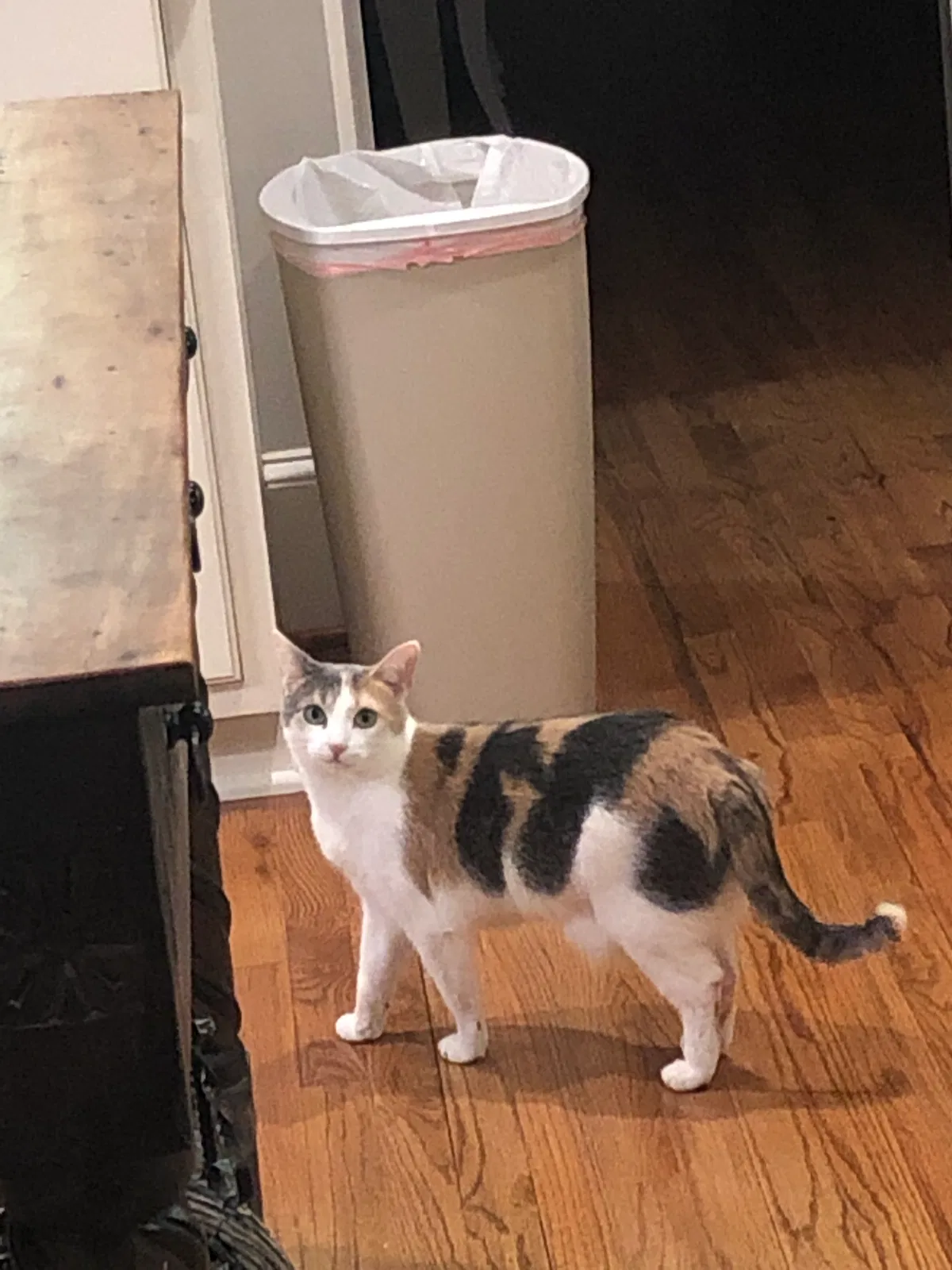 Lost cat in Cumming, GA, 30040