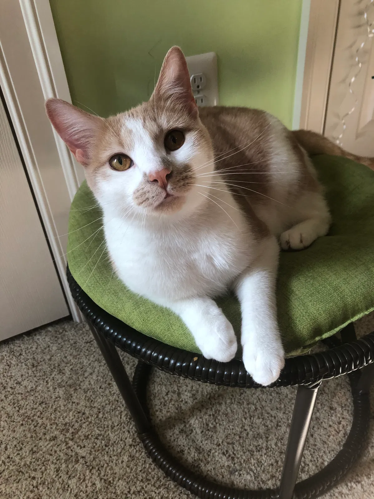Lost cat in Woodbine, MD, 21797