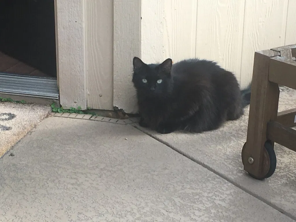 Lost cat in Cedar Park, TX, 78613
