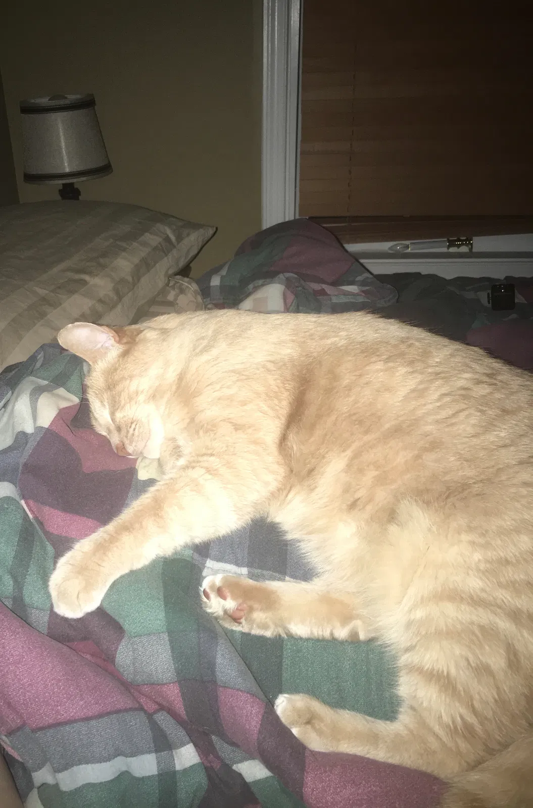 Lost cat in Spotsylvania, VA, 22551