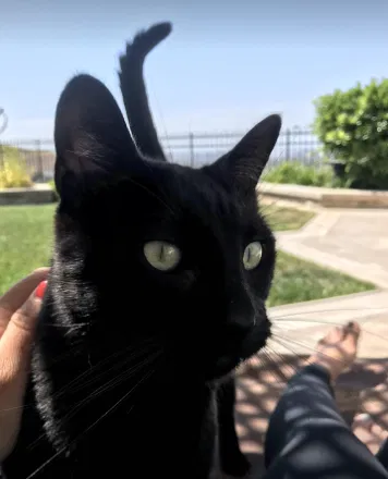 Lost cat in Irvine, CA, 92603