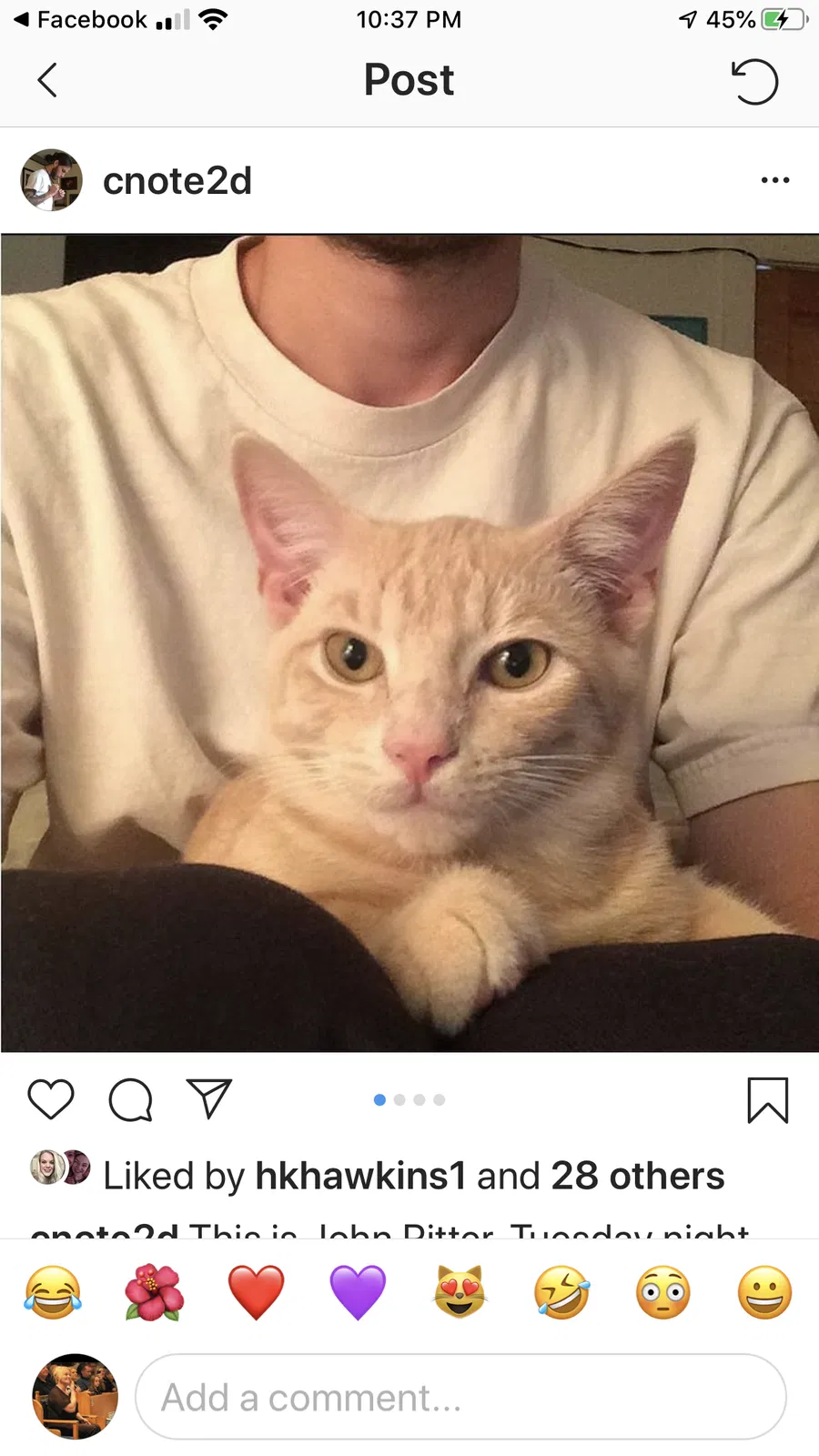 Lost cat in Unknown, TN, 0