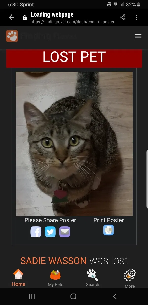 Lost cat in Round Rock, TX, 78665