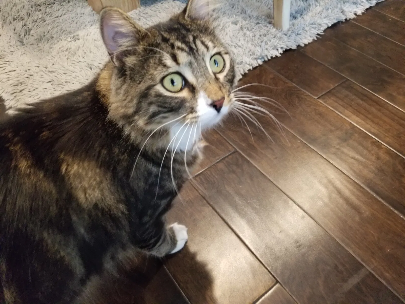 Lost cat in Capistrano Beach, CA, 92624