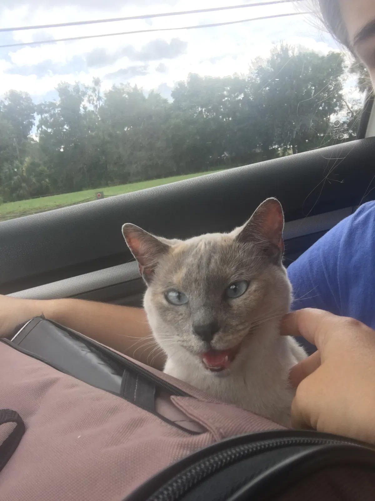 Lost cat in Orange Park, FL, 32065