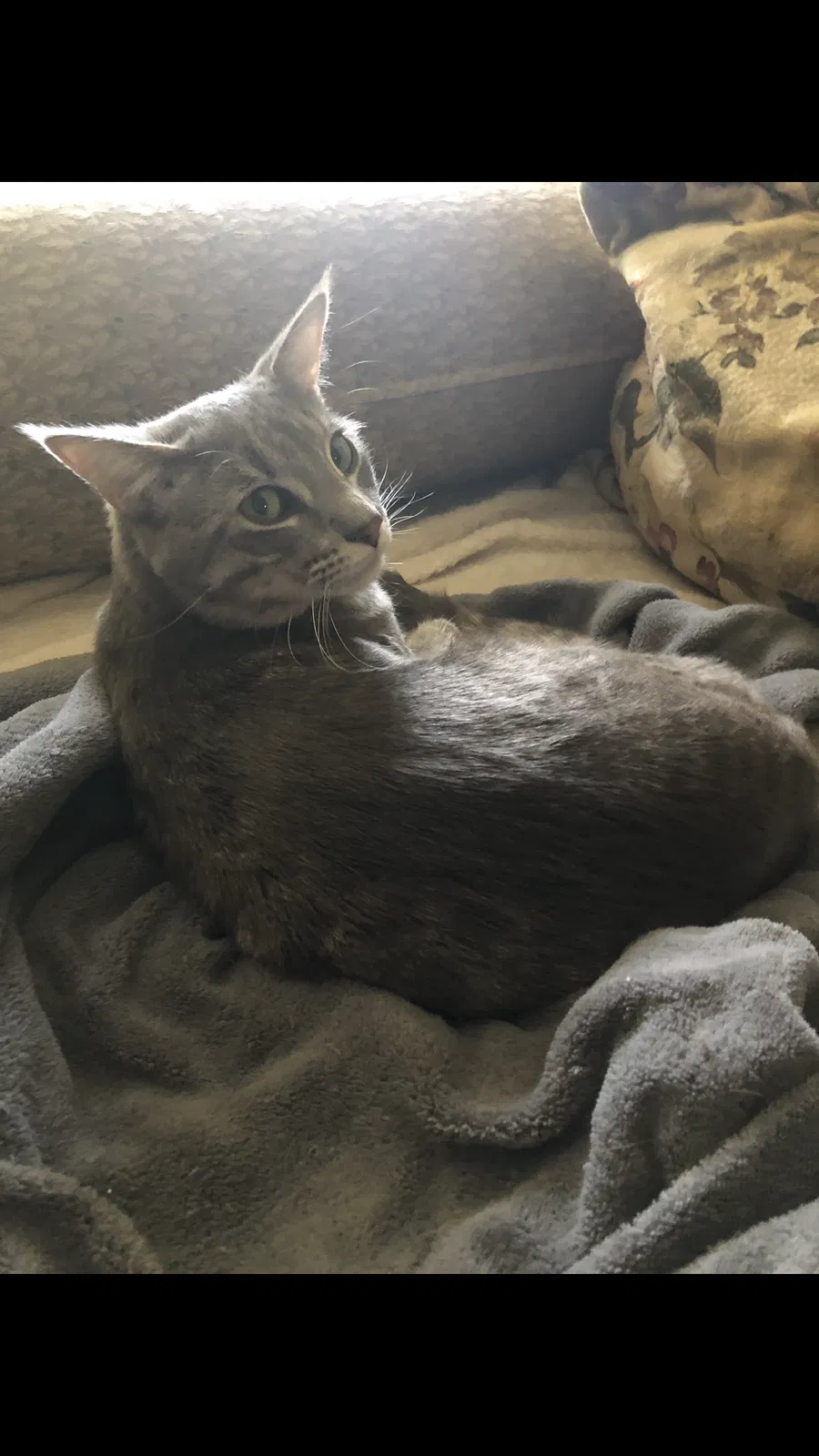 Lost cat in Jamestown, NC, 27282
